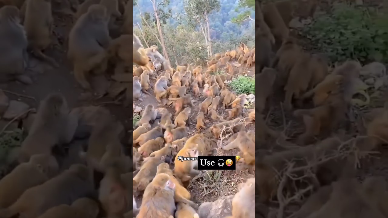 Yatrigan kripya Dhyan den animal’s funny moments 