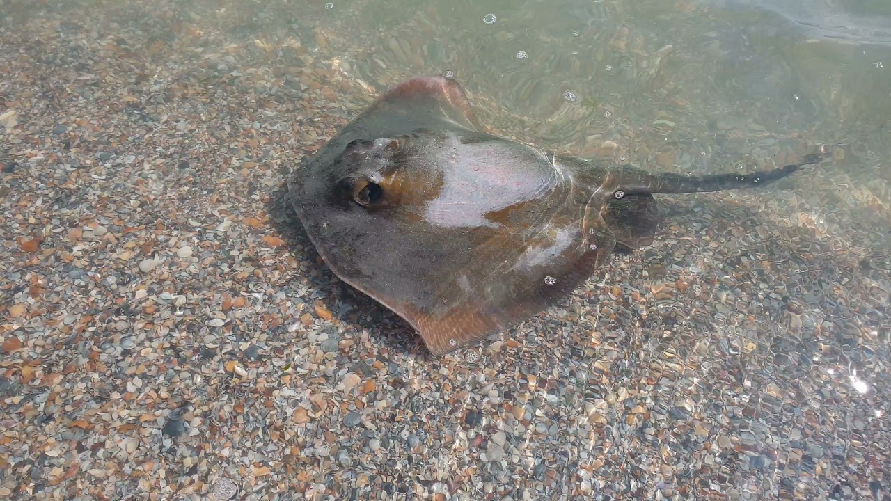 pisica de mare in Marea Neagra Mamaia