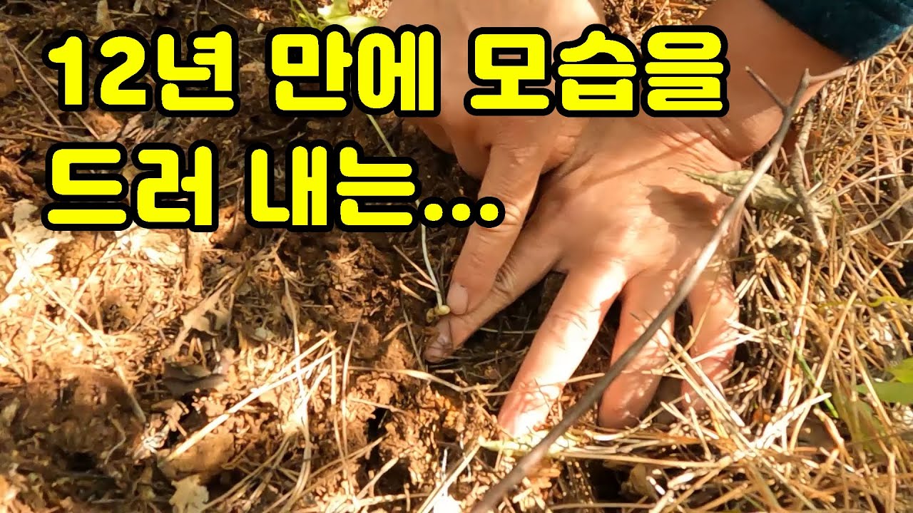 12년만에 산양삼을 캐봤더니..크기가...(뇌두를 먹으면 안되는 이유)