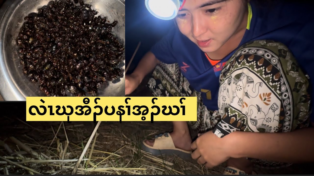 လဲၤဃုအီၣ်ပနၢ်အ့ၣ်ဃၢ်🐃🐃 We go to find buffalo 🐃 insect from the fields