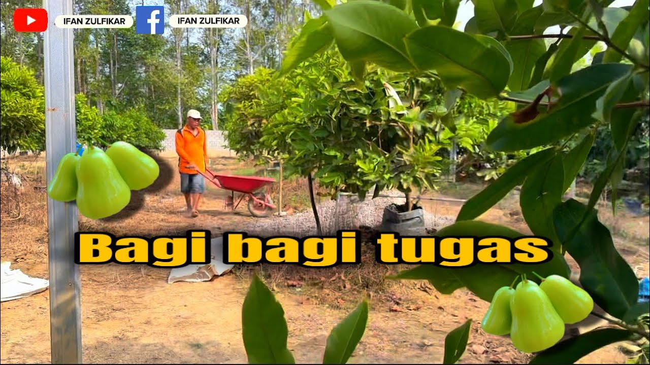 bagi bagi tugas