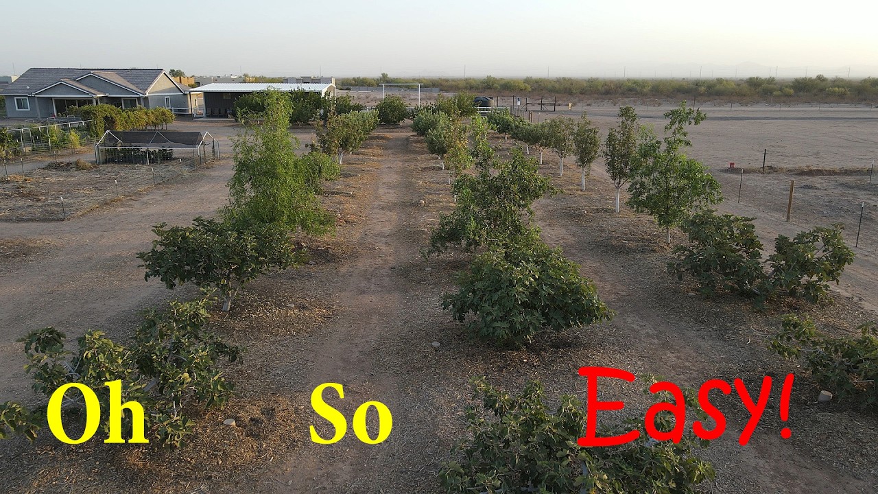 Grow Fruit Fast: The 3 Easiest Trees for Any Desert Yard!