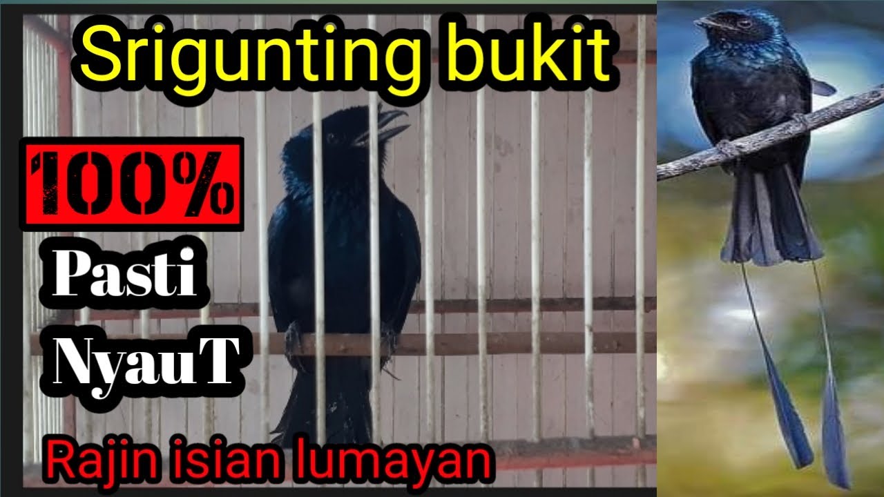 Burung srigunting bukit gacor||pancingan suara srigunting