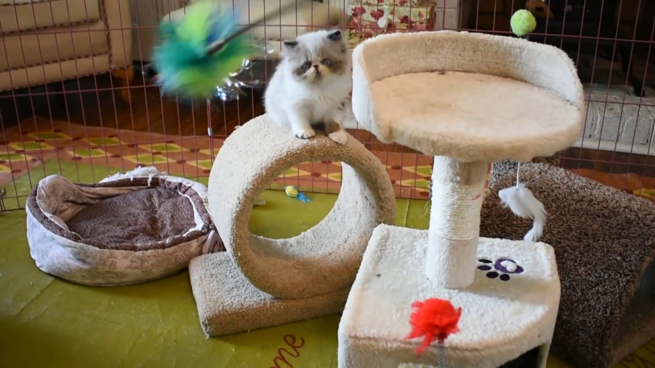 Petunia's Fabulous 6 Week Old Bi-Color Persian and Himalayan Boy Kittens
