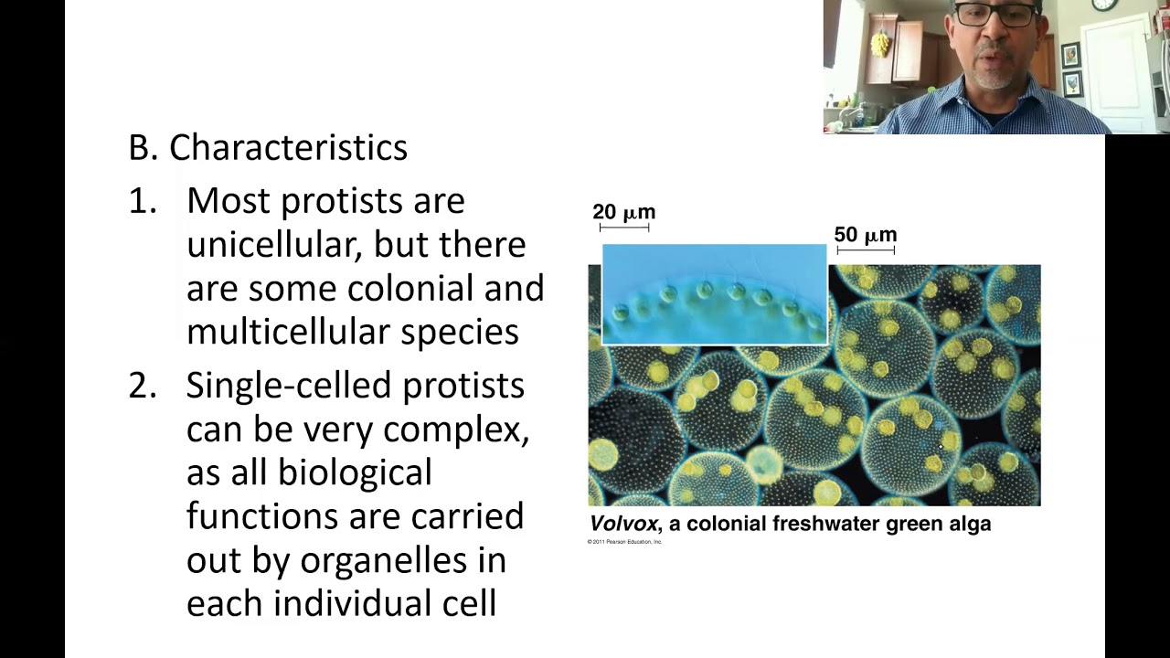 Introduction to Protists