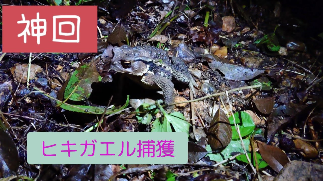 【 神回 】 ヒキガエル捕獲！