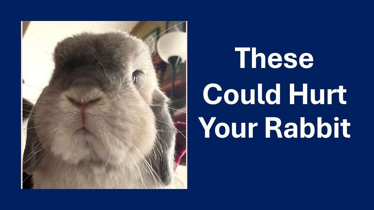 Rabbit Toys: What is Safe and What is Dangerous?