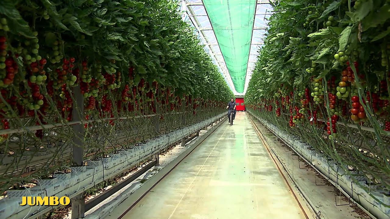 Oorsprong: Jumbo Tomaten