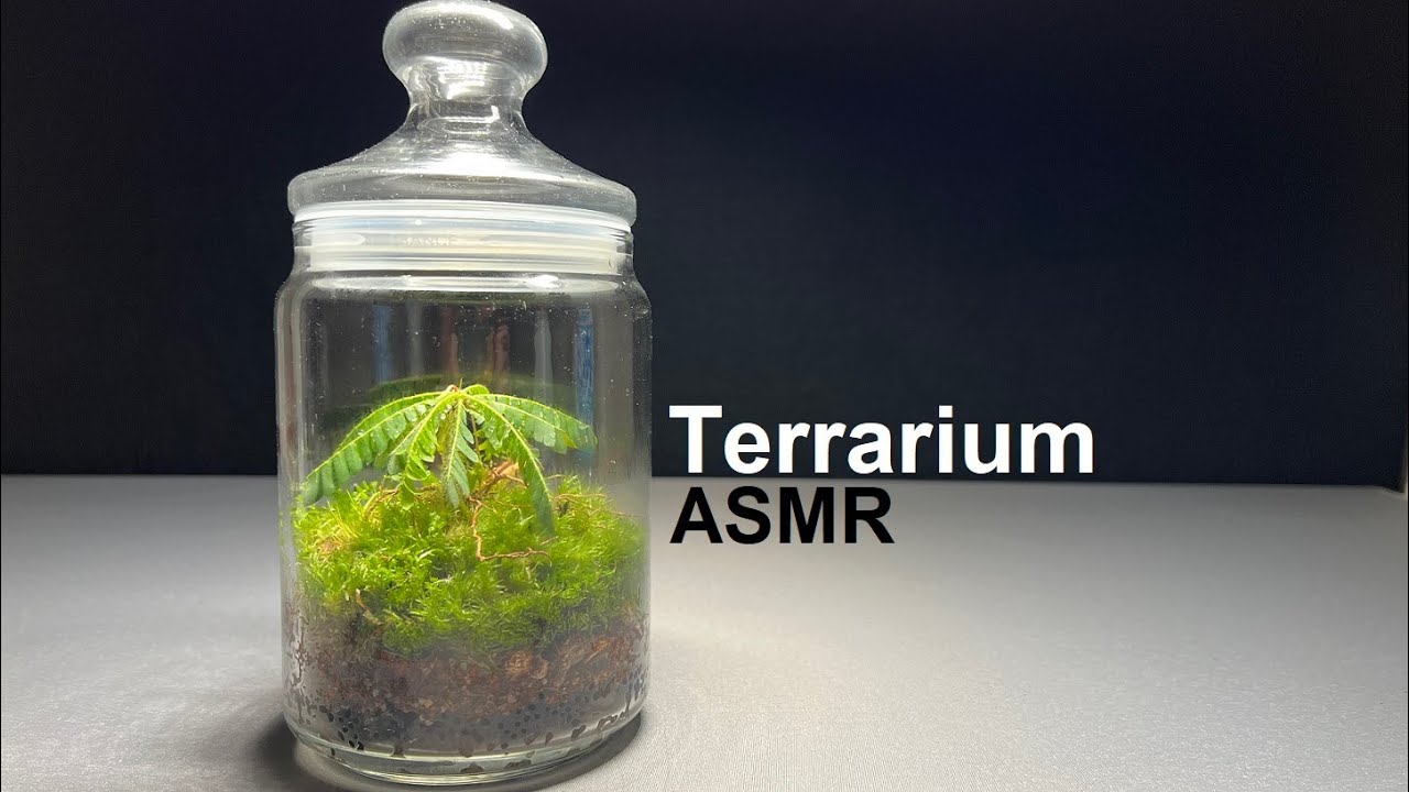 a Terrarium for an amazing Biophytum sensitivum