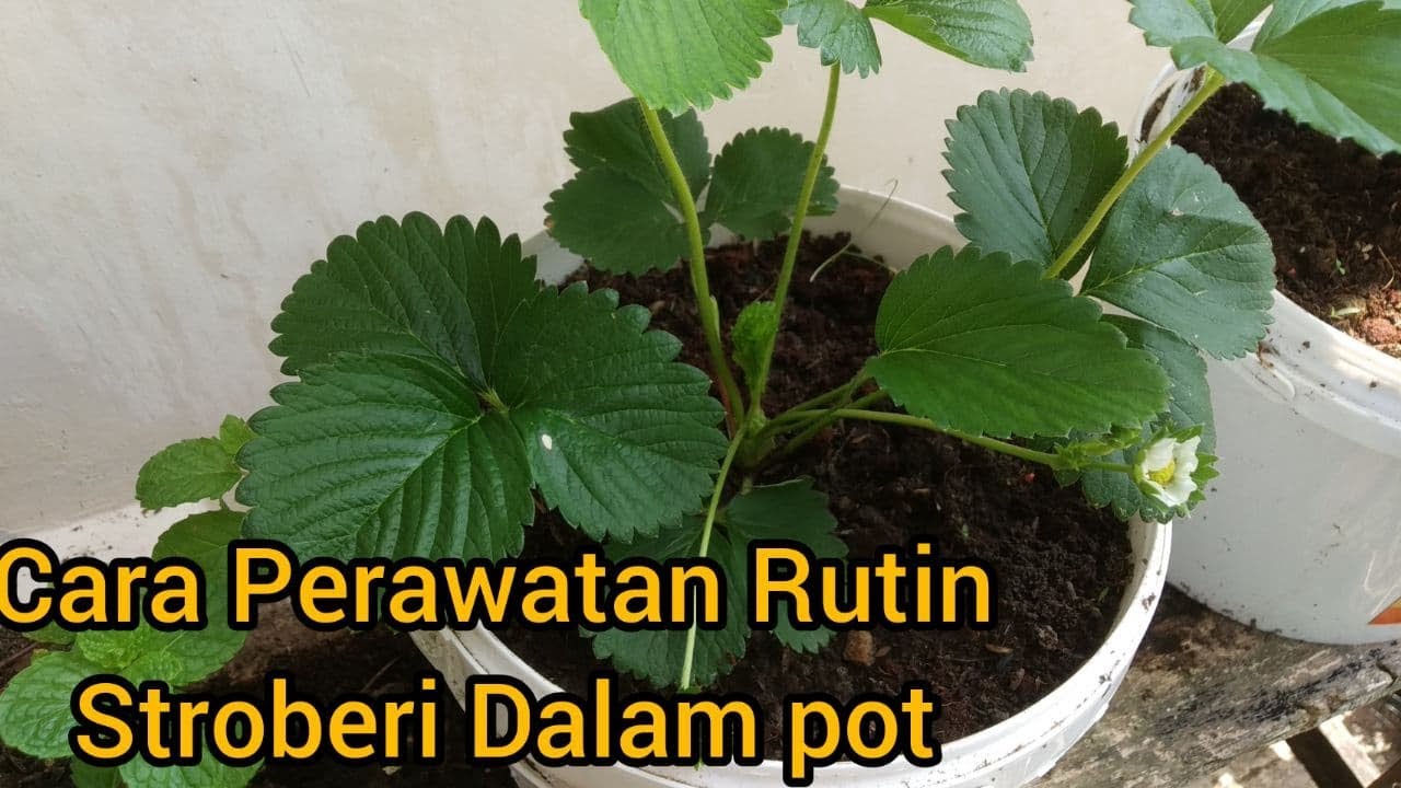 Tips Cara Perawatan Rutin Tanaman Stroberi dalam Pot  #caraperawatanstroberi, #strobery #stroberi