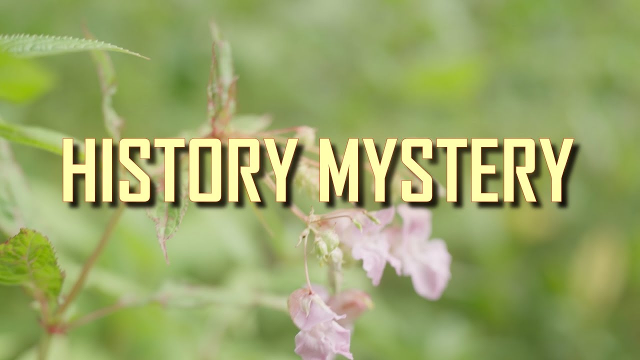 Where did this INVASIVE plant come from?