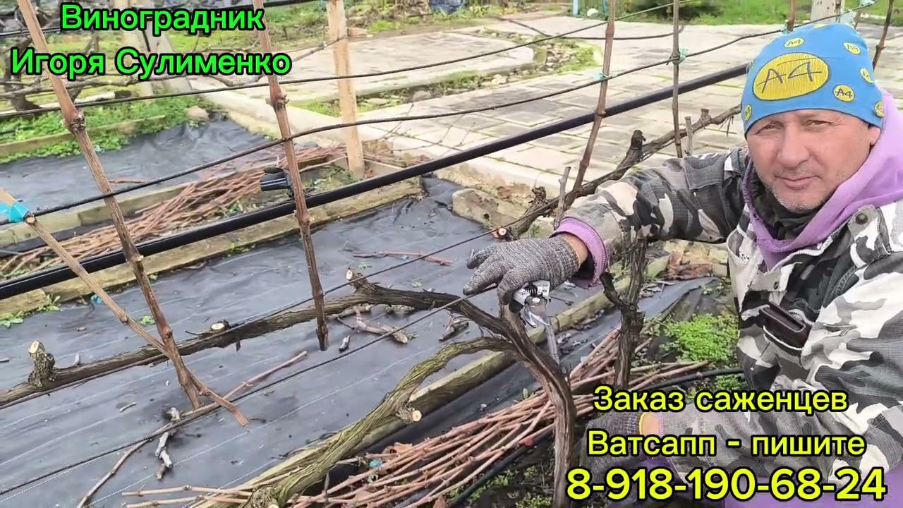 Что делать с рожками винограда на 5-7 летних кустах?
