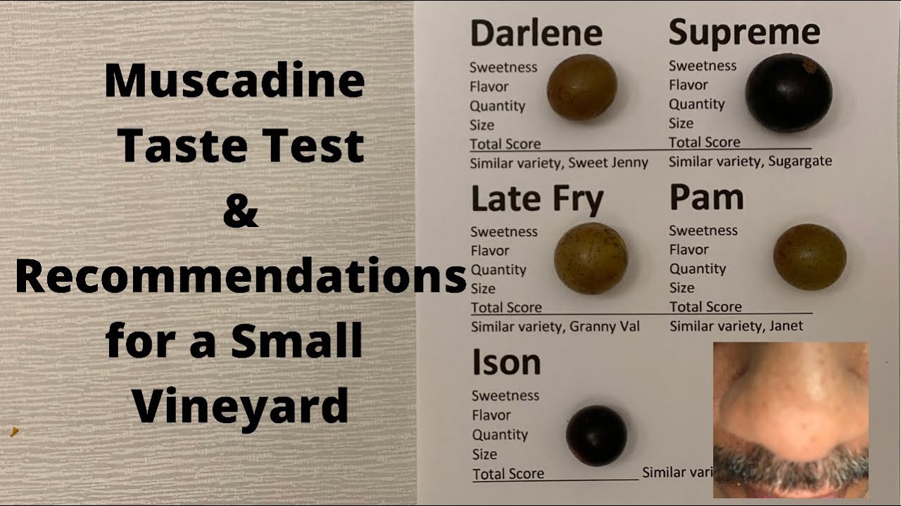 Muscadine Taste Test and Recommendations