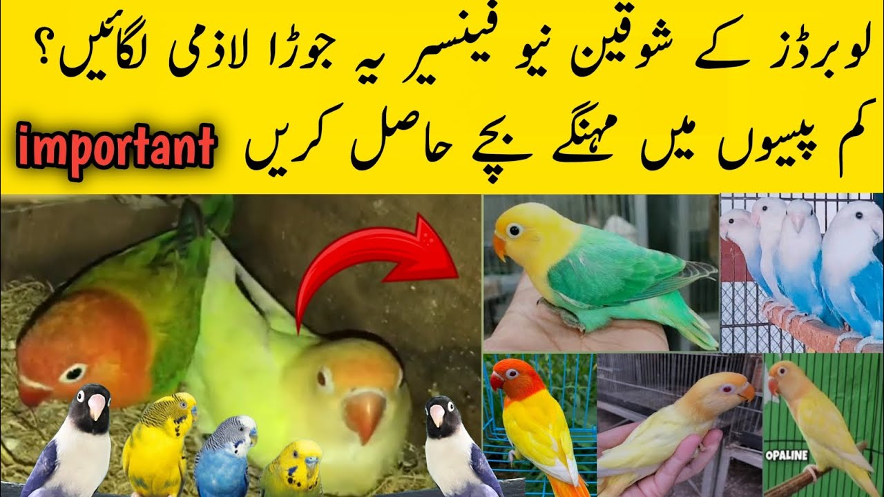 how to love birds best pairing 2025 |lovebirds mutation birds