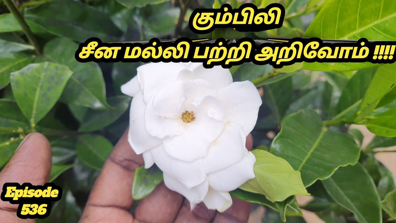 கும்பிலி எனும் சீன மல்லி பற்றி அறிவோம் #Gardenia jasminoides #gardenia