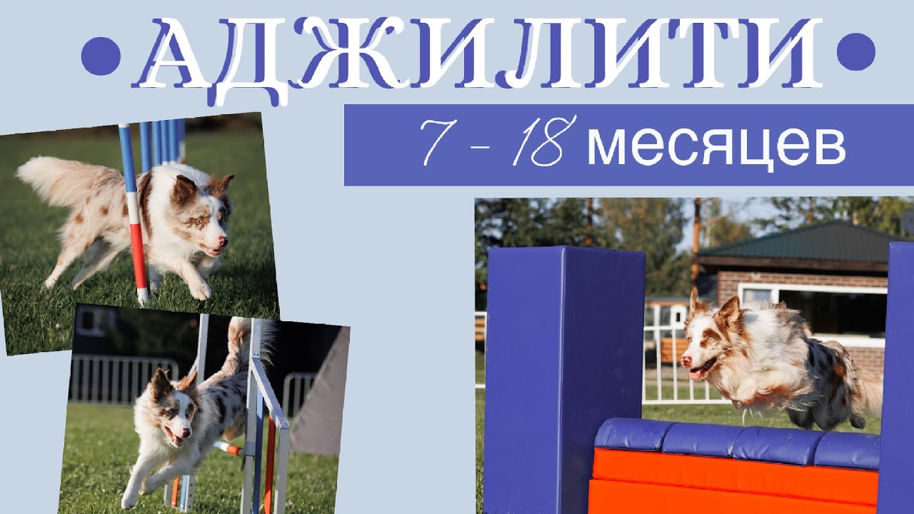 Аджилити с щенком 7-18 месяцев| #border #бордерколли #puppy #dog #love #top #pets #agility #рек