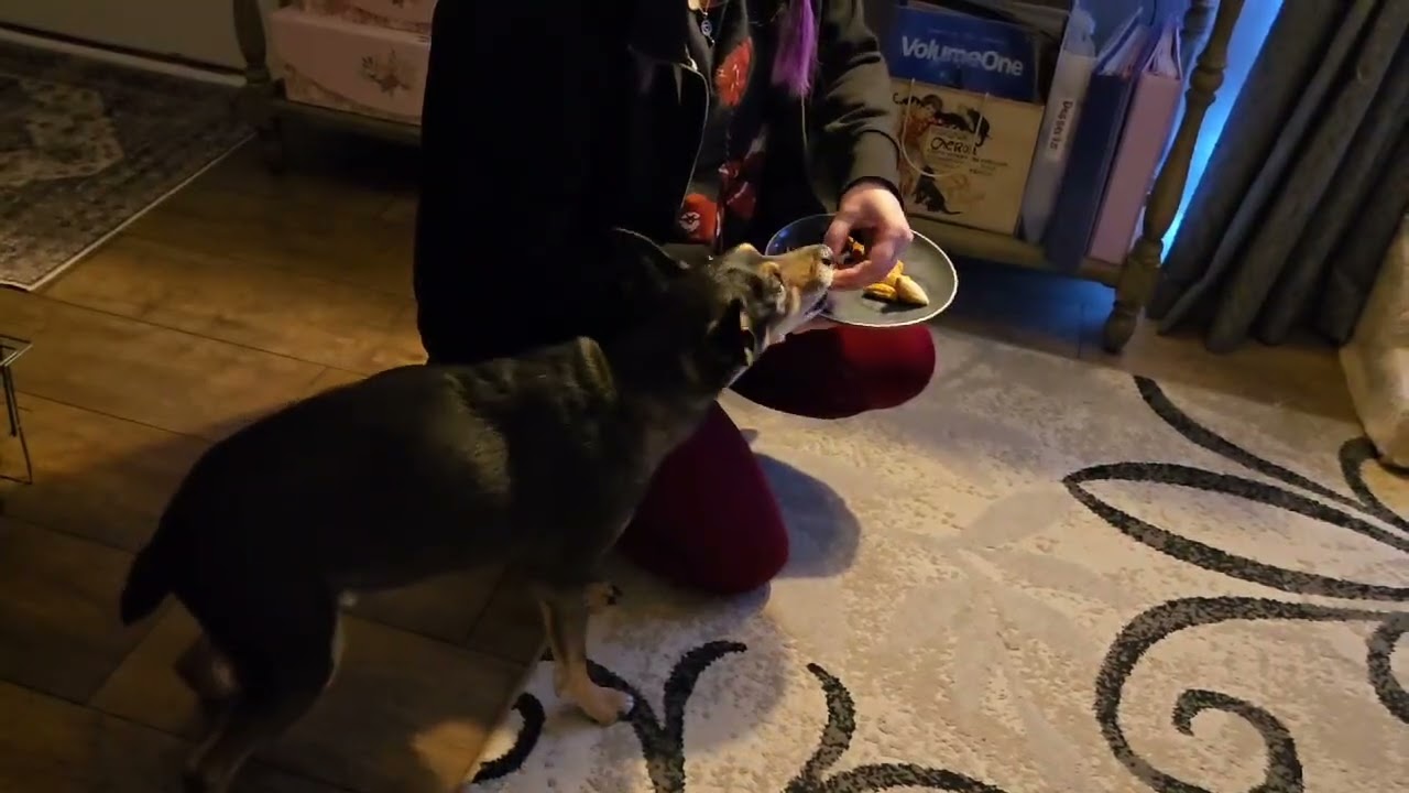 Moscow's last dinner, a cheeseburger. 