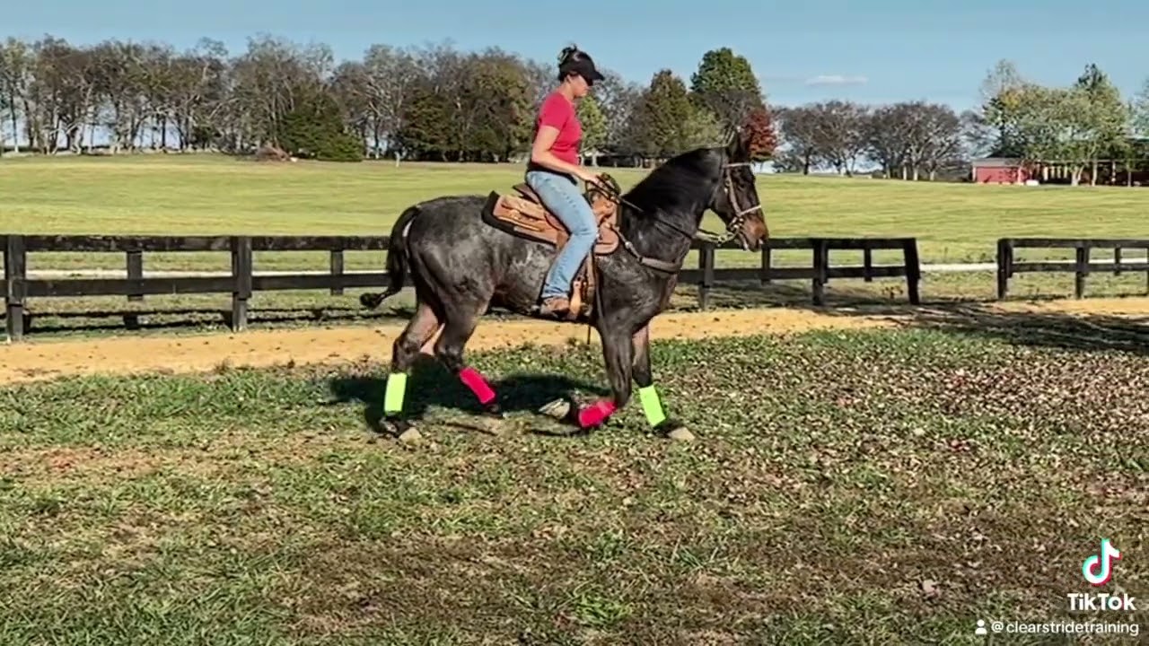 The Flat Walk of the Tennessee Walking Horse