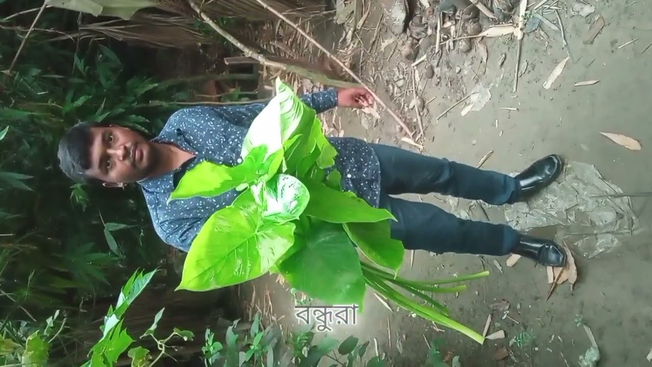 ঔষধী গুনে বিষ কচু ভর্তার রেসিপি।Recipe for poisonous kachu bharta with medicinal properties.#food