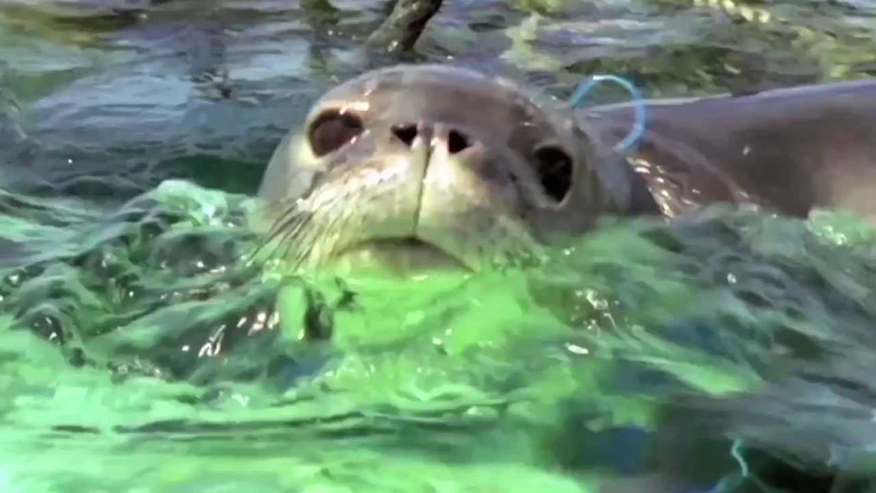 Sea Change | World Animal Protection