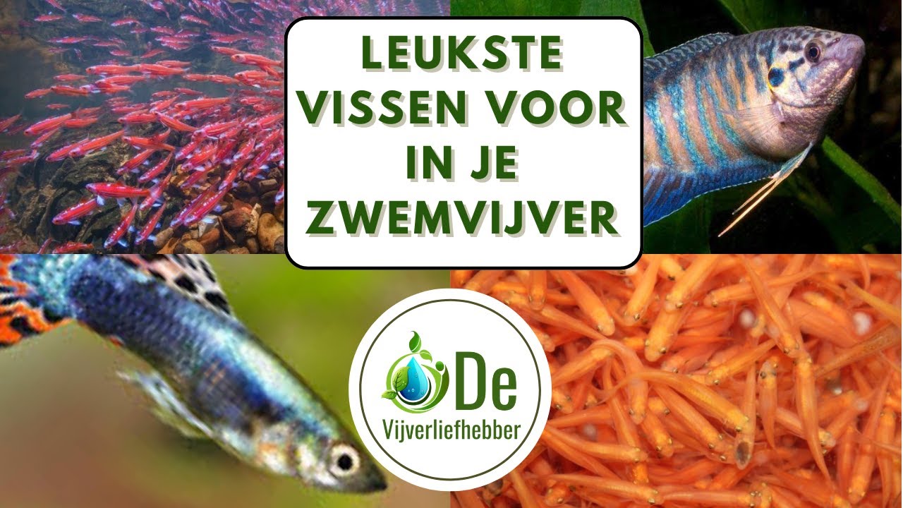 Wat zijn de leukste vissen voor een zwemvijver?