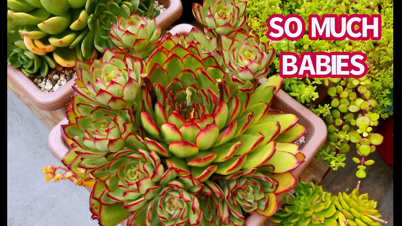 #428 PROPAGATE & SEPARATE SUCCULENT STEM BABIES or SUCCULENT OFFSETS | NHÂN GIỐNG SEN ĐÁ TỪ CÂY CON