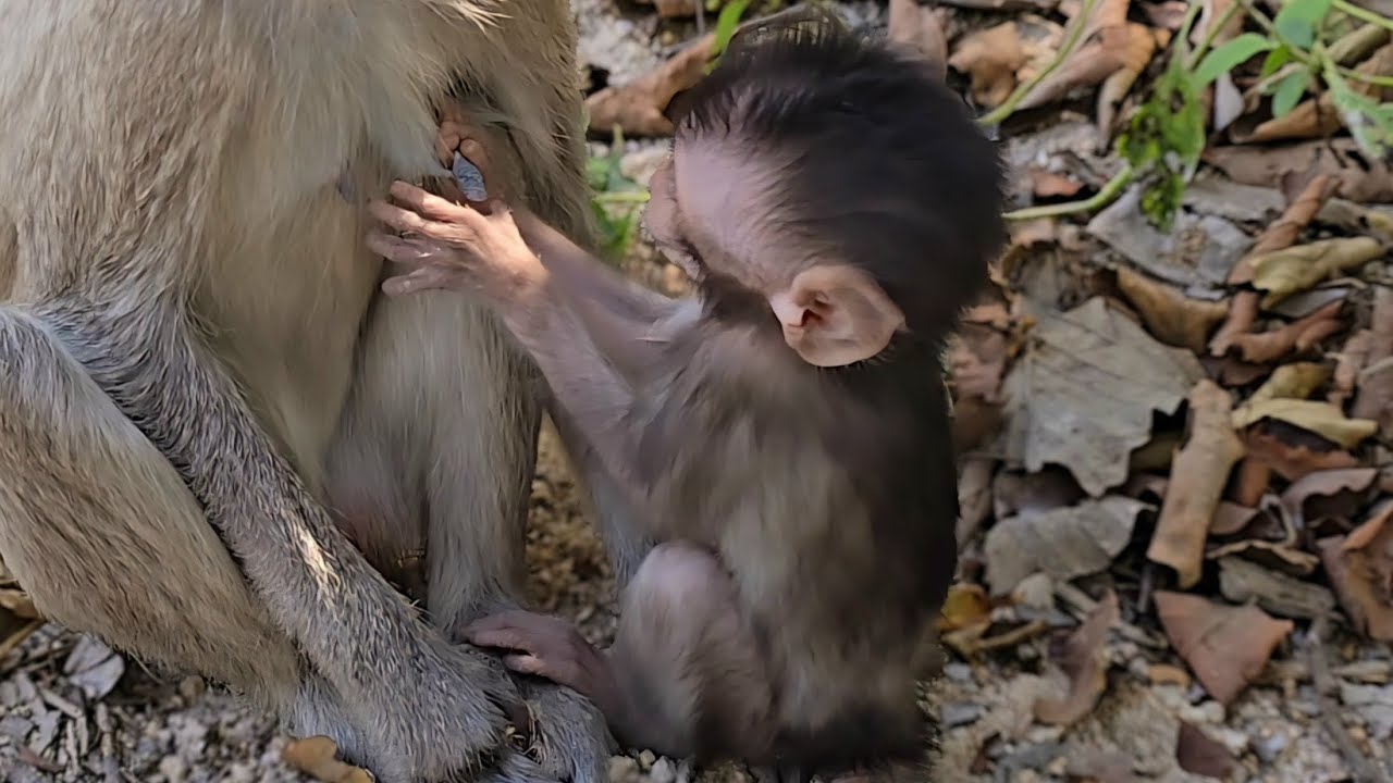 PEPE is a cute little monkey who is currently lacking toys.