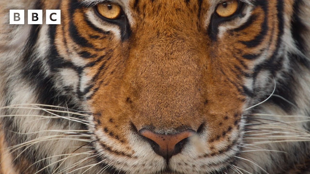 Mammals &ndash; Official Preview ft Coldplay | Trailers - BBC