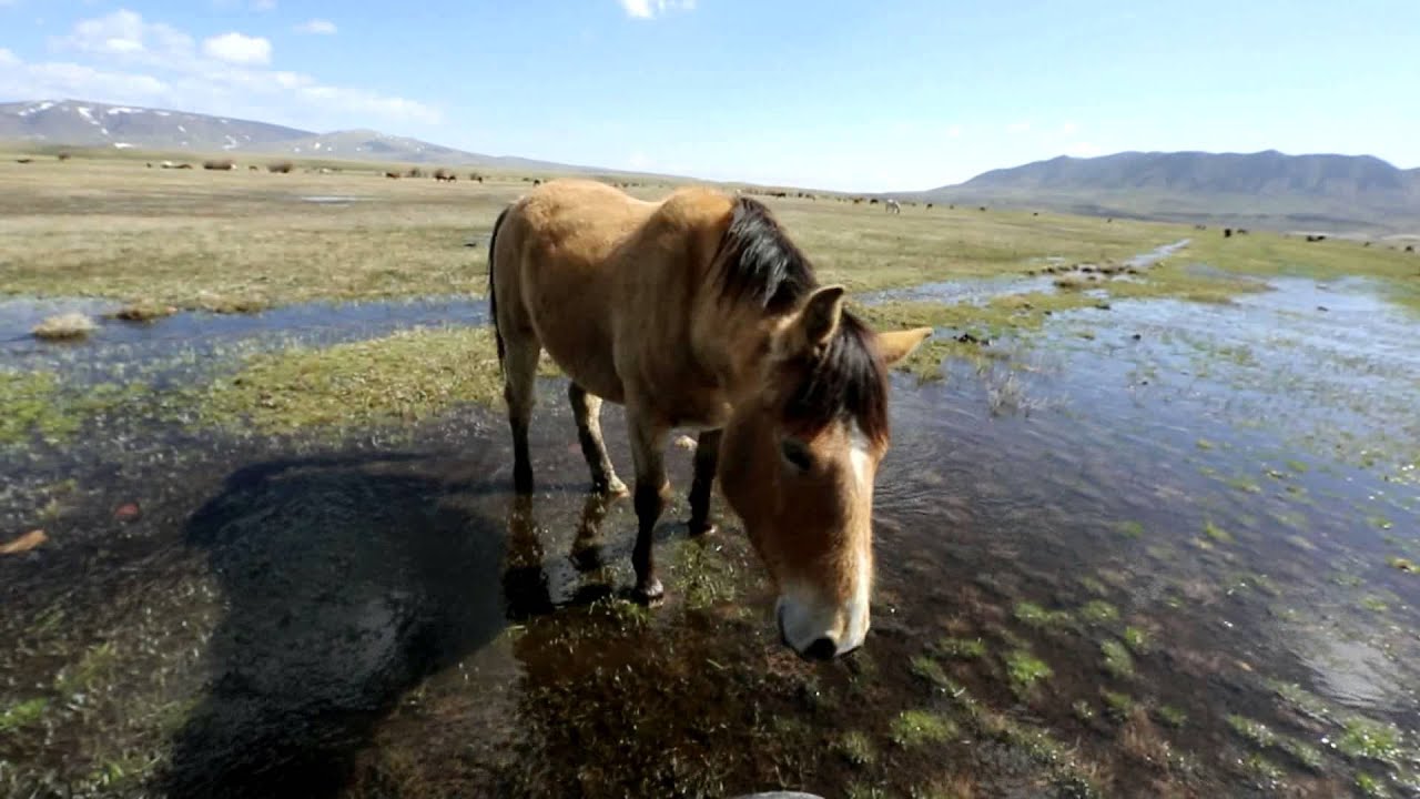 Deerwood Ranch  Wild Horse EcoSanctuary