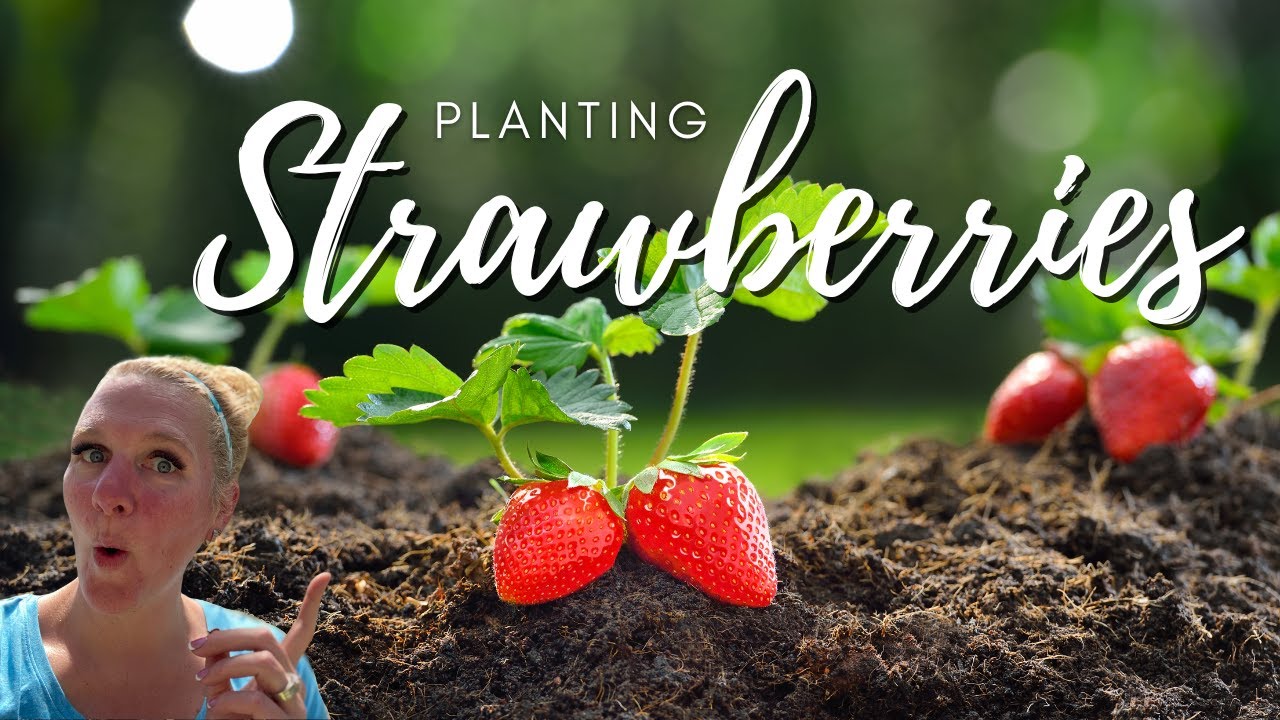 Everbearing Strawberries 🍓