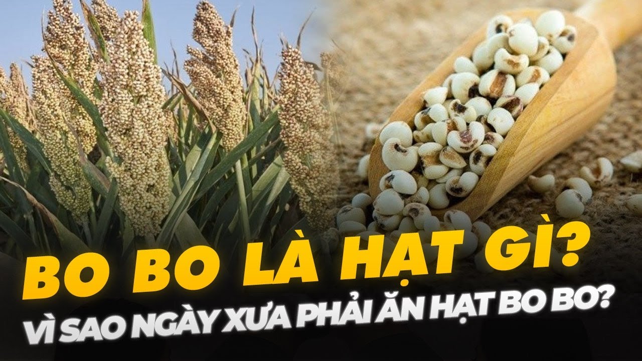 BO BO LÀ HẠT GÌ? VÌ SAO NGÀY XƯA PHẢI ĂN HẠT BO BO?