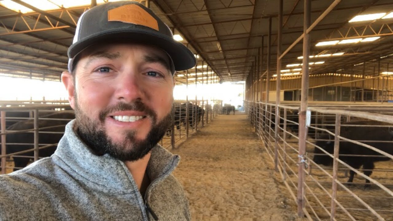 The process of a bison sale...you never know what you're gonna get!