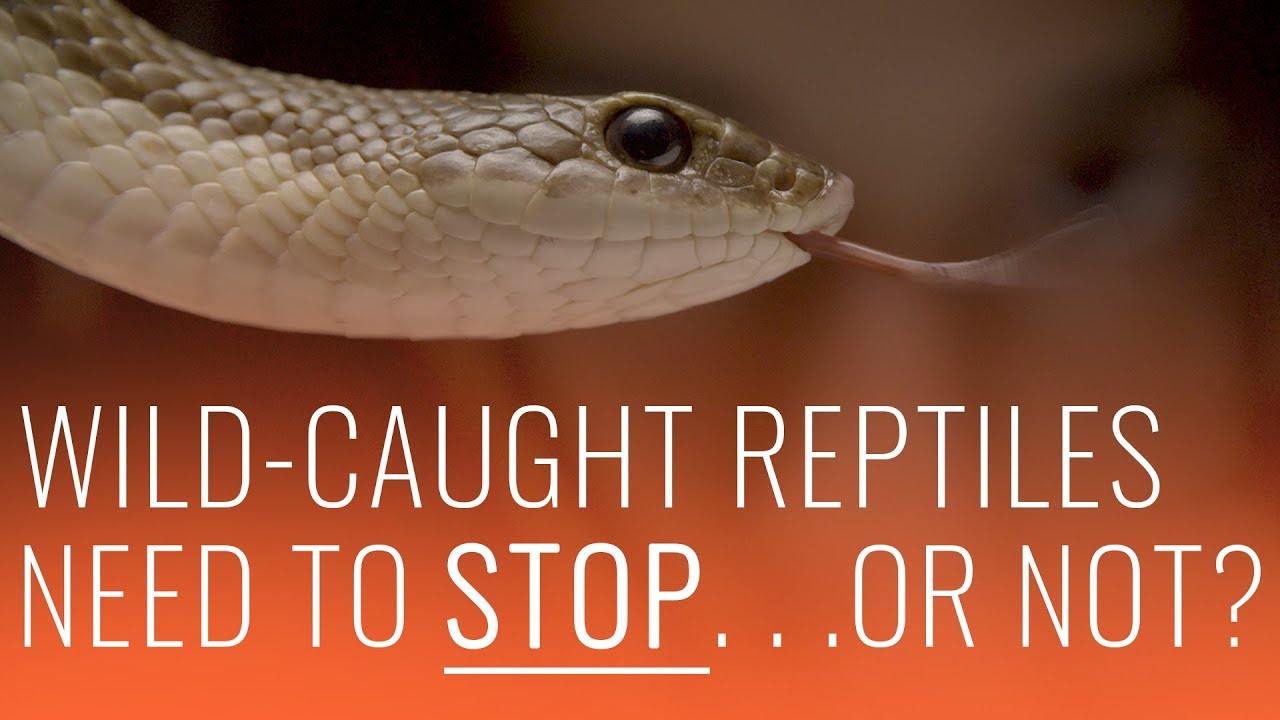 Wild Caught & Imported Reptiles: Why You Should NOT Buy Them (Or Should You?)