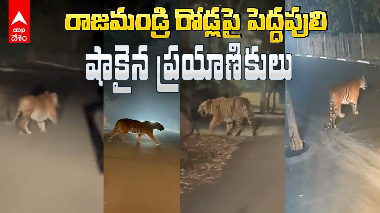 Tiger in Rajahmundry | రాజమండ్రి శివార్లలో పెద్ద పులి సంచారం | ABP Desam