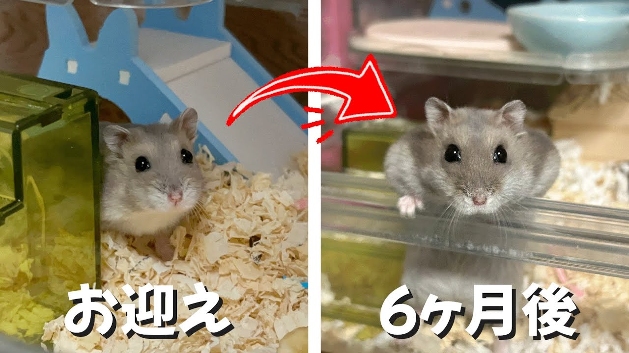 【お迎えして6ヶ月】飼い主に懐いてくれたハムスターがとにかく可愛すぎました。#ブルーサファイアハムスター 