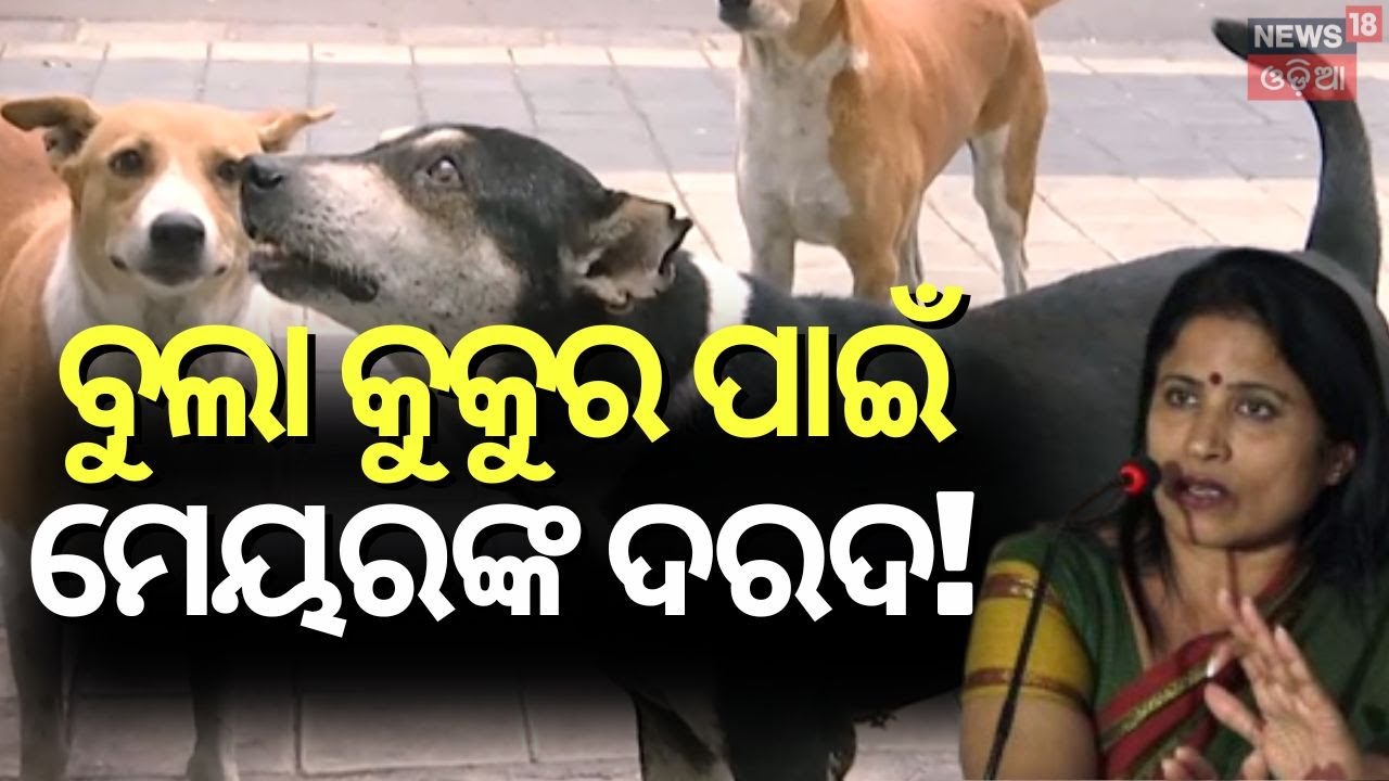 ଭୁବନେଶ୍ୱରରେ ବୁଲା କୁକୁର ଚିନ୍ତା ।SC Order on Stray Dogs | Bhubaneswar Dog | Mayor Sulochana Das