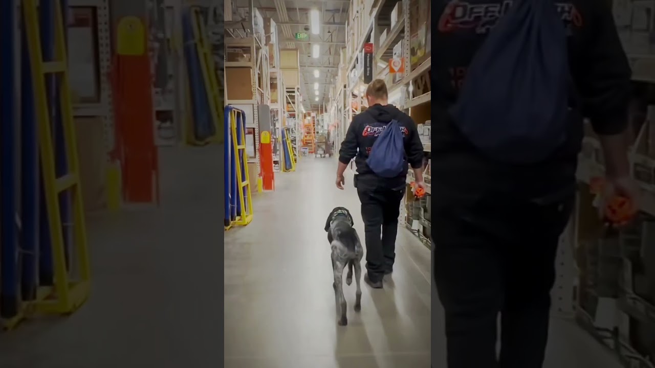 1 yo Bluetick Coonhound Grigio ~ Best Bluetick Coonhound Trainers ~ Off Leash K9 Training Phoenix
