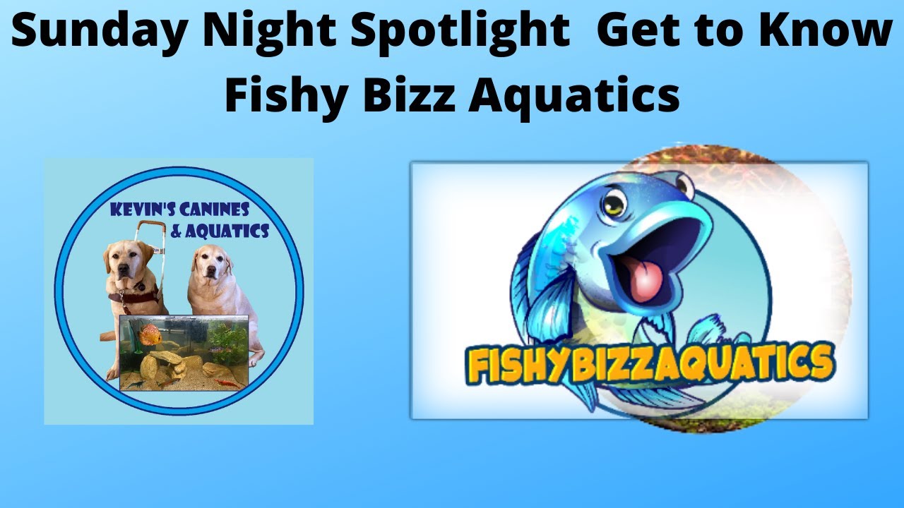 Sunday Night Spotlight: Get to know Fishy Bizz Aquatics