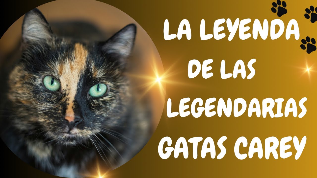 ☀️ LAS GATAS CAREY ☀️ EL ORIGEN - increíble leyenda sobre estos mágicos felinos.
