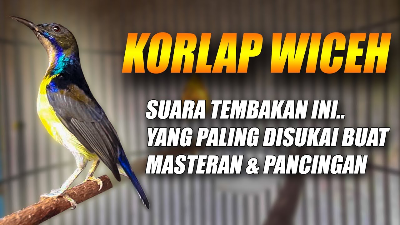 TEMBAKAN MEWAH!! BURUNG KORLAP WICEH GACOR FULL NGECRET - KOLIBRI MANGGAR KELAPA NGOBRA FULL ISIAN