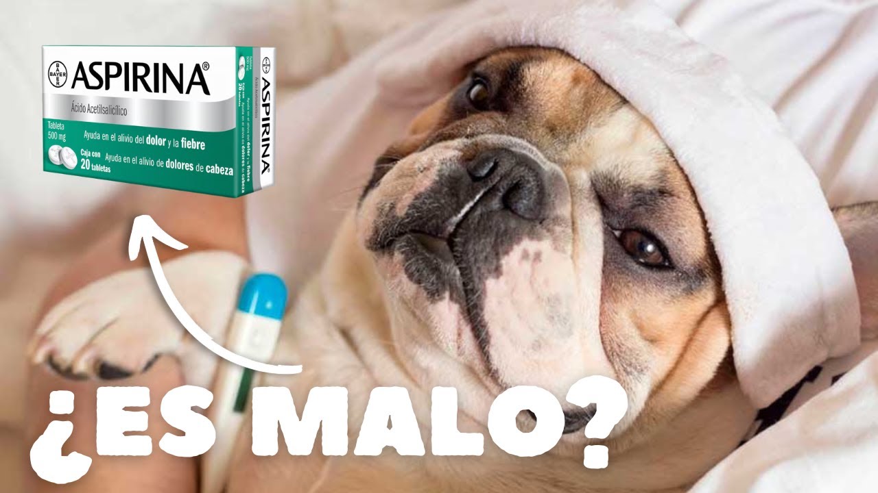 🚫💊 ¡NUNCA le des aspirina a tu mascota! Puede ser letal 😱🐶🐱