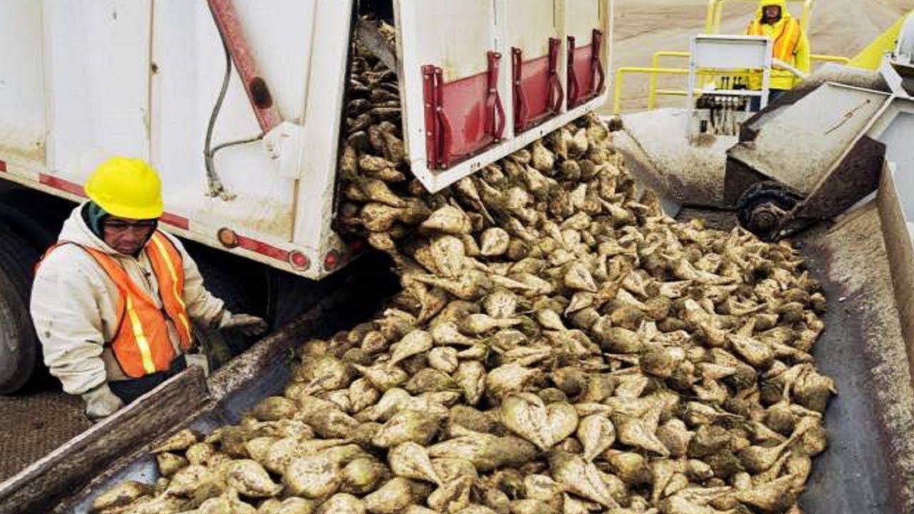 COMO se HACE el AZÚCAR de REMOLACHA | Como se EXTRAE el AZÚCAR de la REMOLACHA AZUCARERA