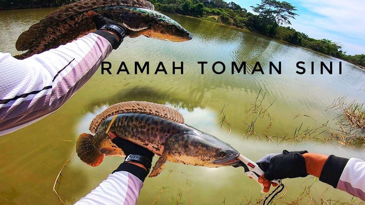 Toman bujang & Mama | Rapala Monster Hunt Jr