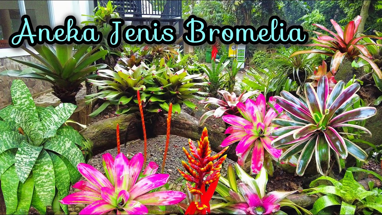 Jenis-Jenis Bromelia ( Bromeliaceae ) ~ Tanaman Hias Yang Cantik dan Unik