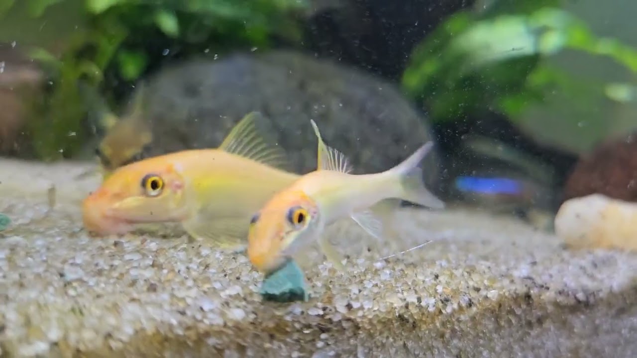 Golden Algae Eater...#Ecorium 