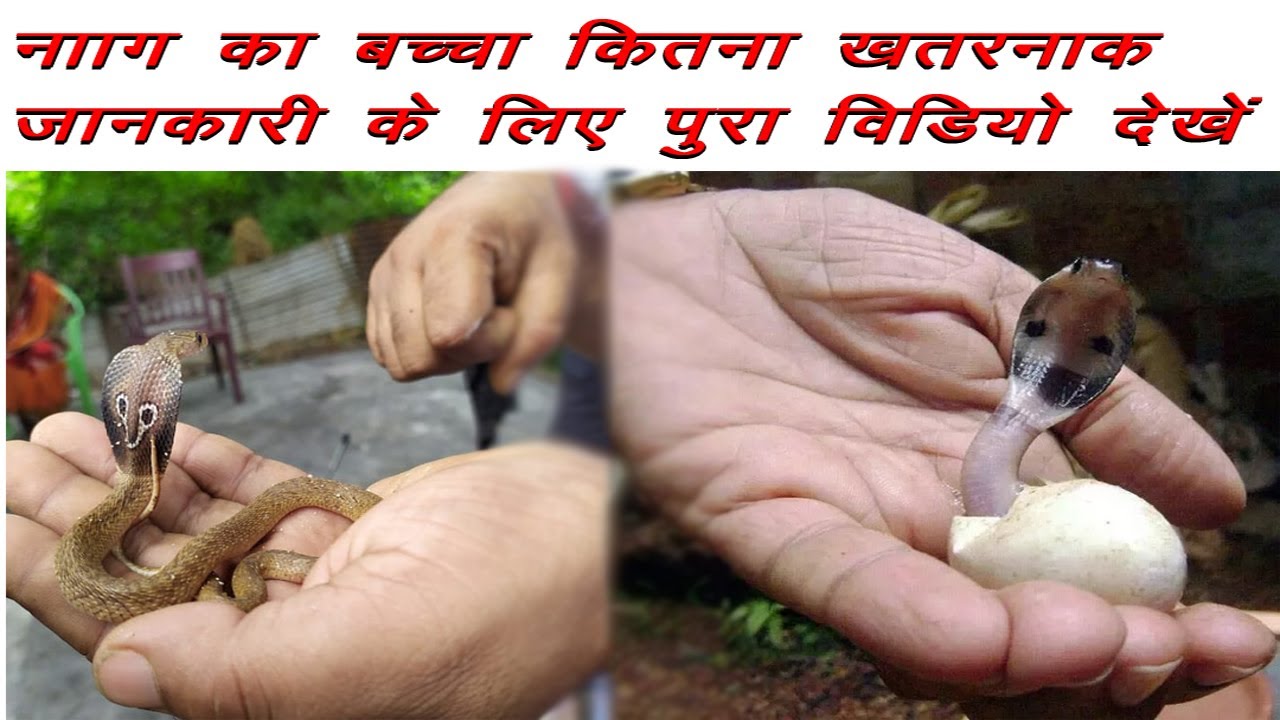 Beby Cobra  नाग का बच्चा कितना खतरनाक हो सकता है ?