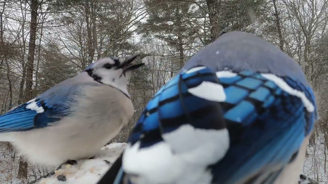 Goldfinch, Cardinal, Blue Jays, Dark-eyed Juncos, Bluebirds