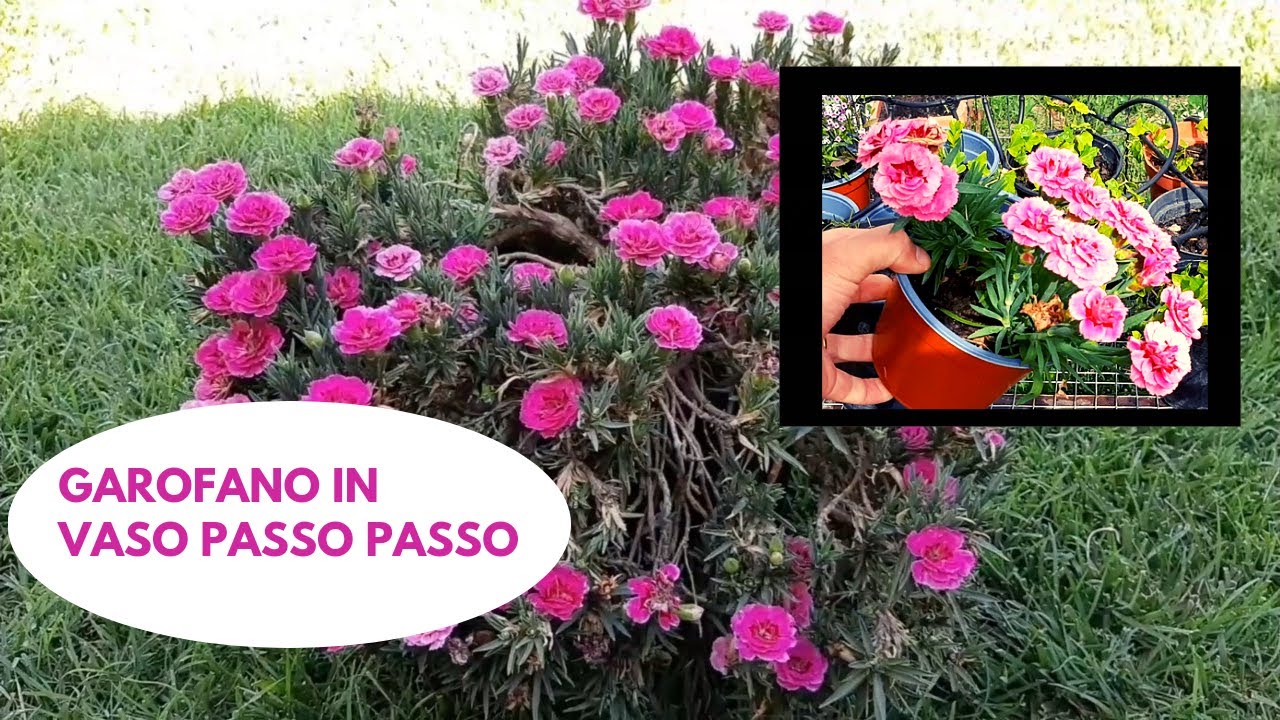 Garofano In VASO