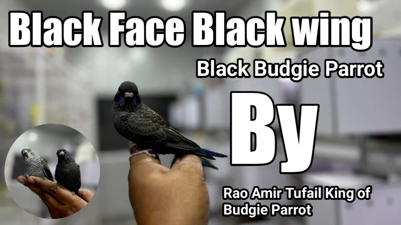 Black Face Black wing Budgie Parrot | Black Budgie | Black Bird | Black Parrot | FS Aviary Official