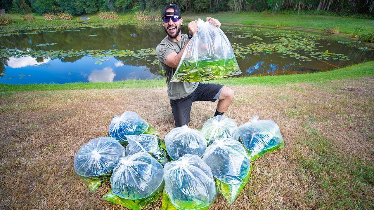 Stocking Pond With 2,500 JUMBO WILD Shiners!! (big bass feeding)